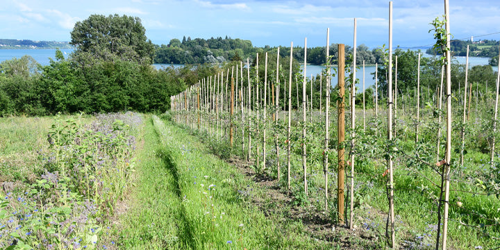 Gastbeitrag: Biodiversität im Mainauer Bioobstbau