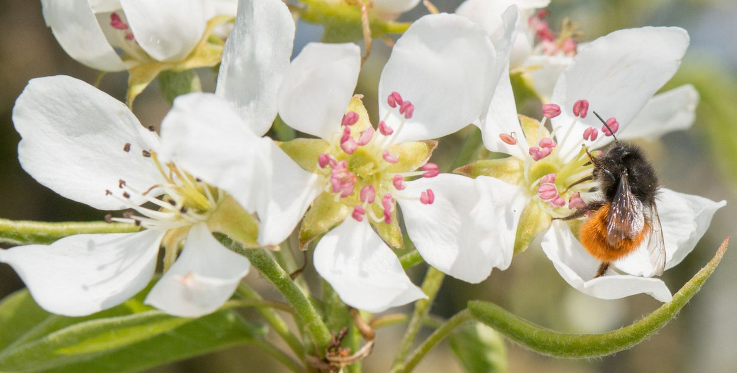 Bienenfreundliche Pflanzen für deinen Balkon und Garten