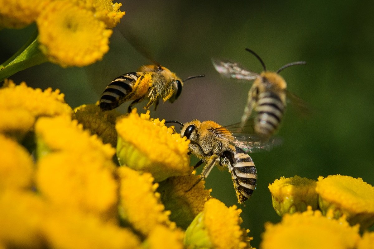 Seidenbienen, eine Wildbienenart, umschwirren Blüten der Wildblume Rainfarn.