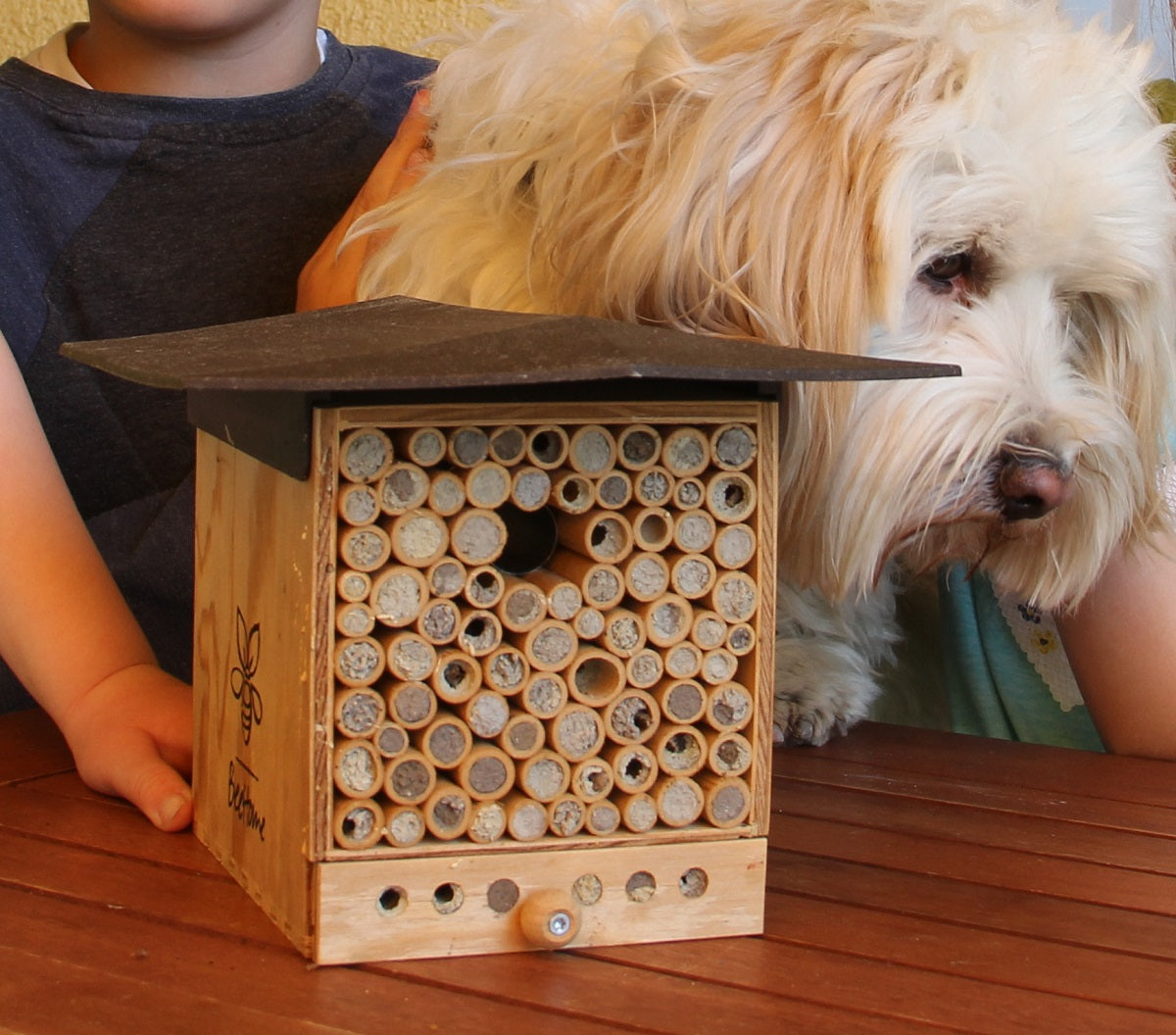 Hund mit BeeHome Karton. Daneben freut sich ein Mann mit einer Frau über ein BeeHome im Karton.
