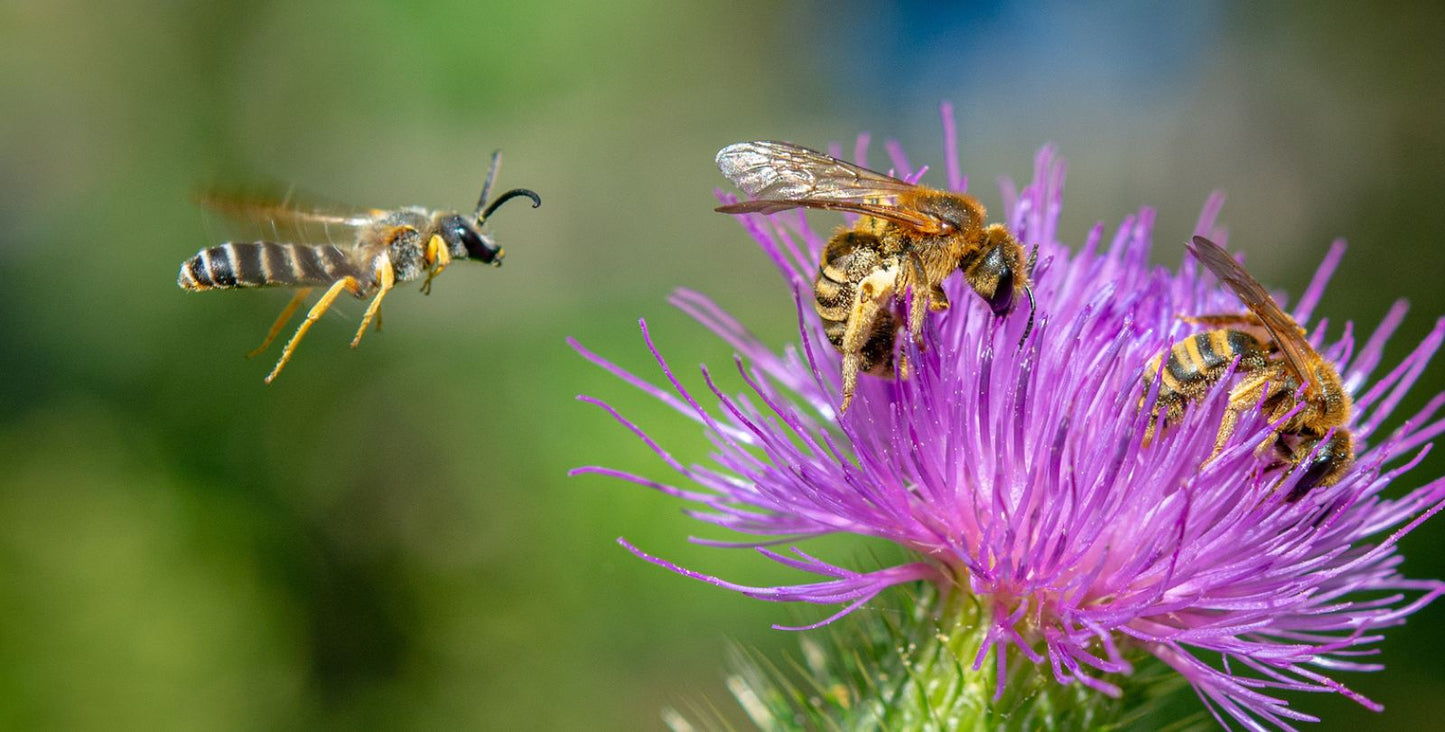 So kannst du einen Beitrag gegen das Bienensterben leisten