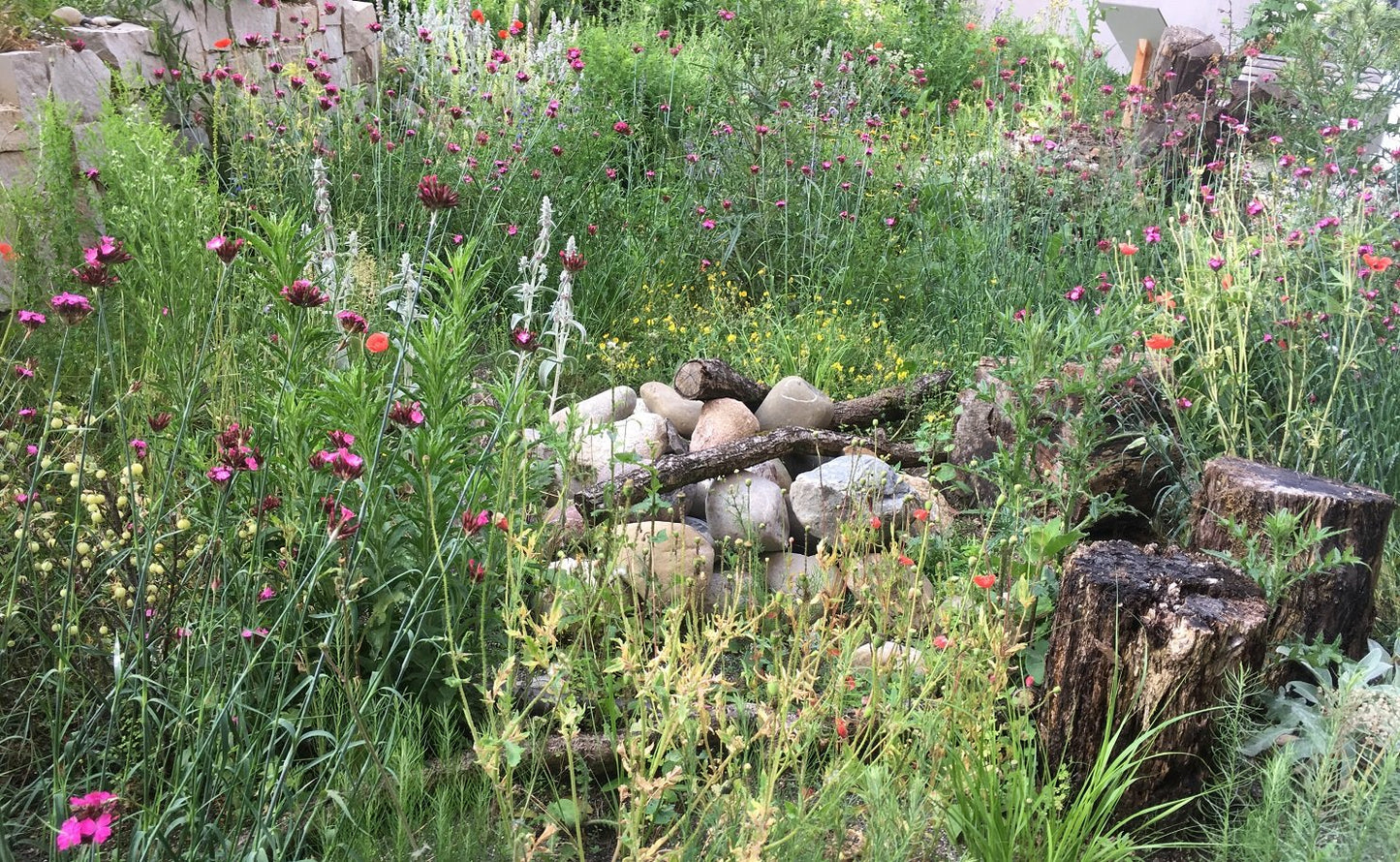 Naturgarten mit vielen wilden Blumen. Ein idealer Lebensraum für Wildbienen und andere Insekten.