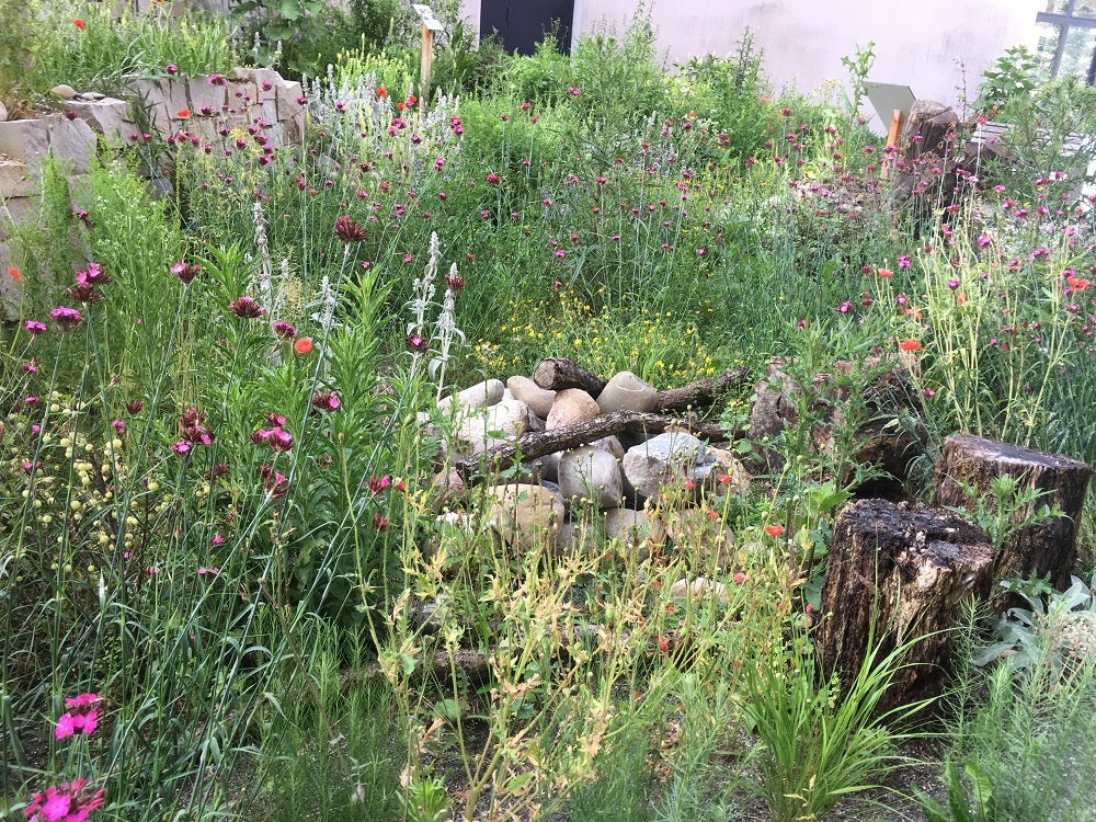 Gastbeitrag: Biodiversität und Klimawandel
