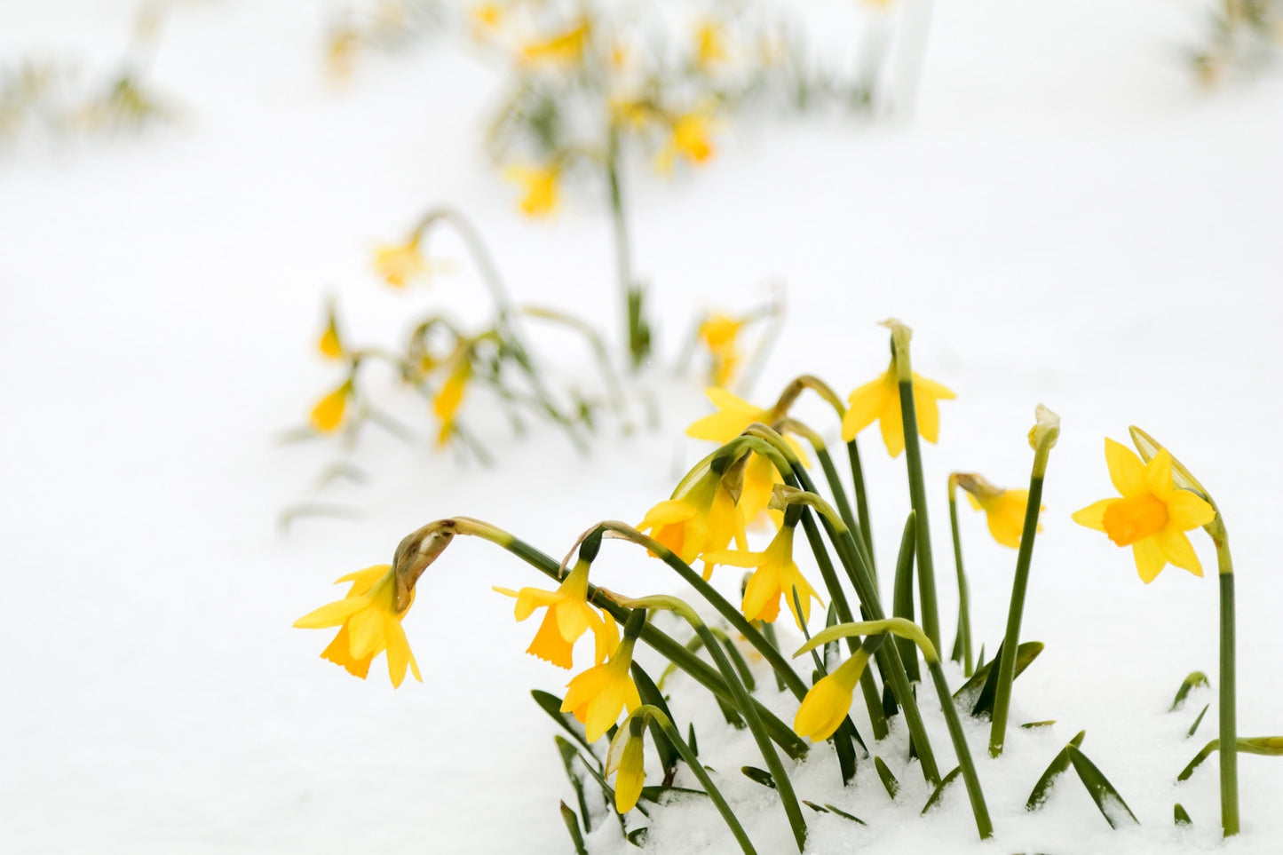 Kälteeinbruch im Frühjahr