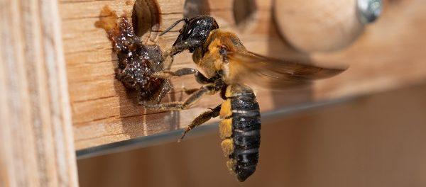Klettverschluss und Liebesduft – Kuriose Wildbienen-Fakten