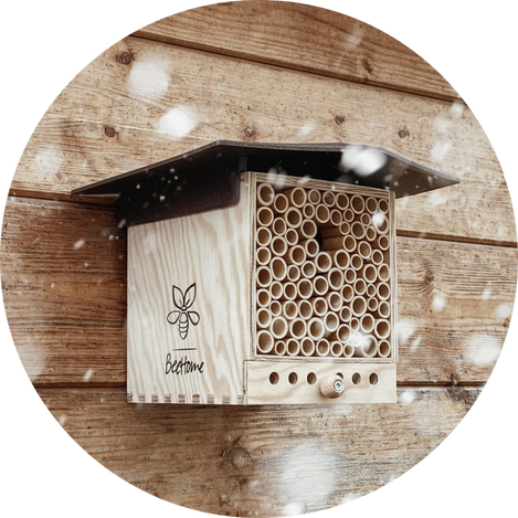 5. Wildbienen im BeeHome überwintern