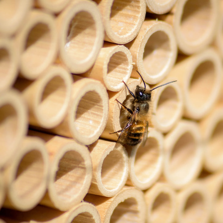 So tauschst du die Röhrchen in deinem BeeHome aus