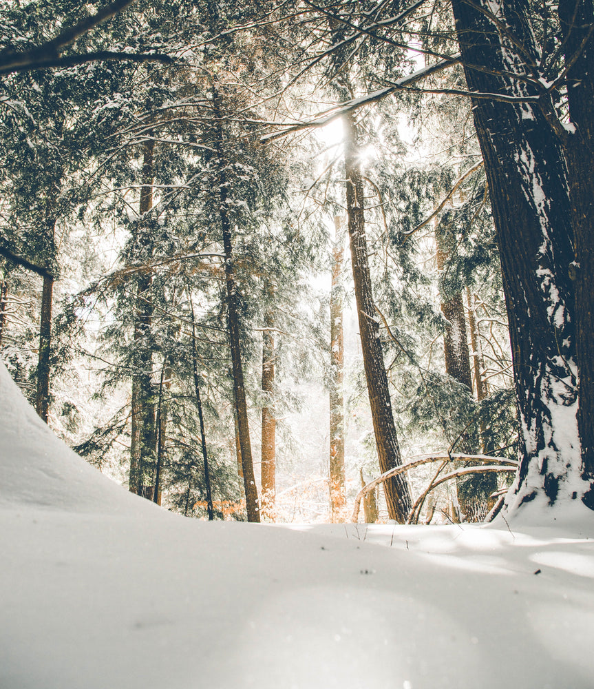 Wie überwintern Wildbienen? 5 interessante Fakten zum Winterschlaf