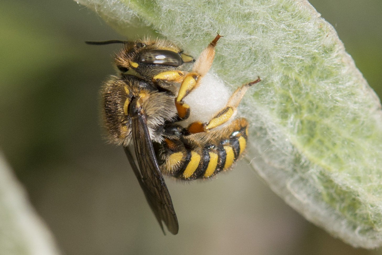 Wollbienen: mal kuschelweich, mal knallhart