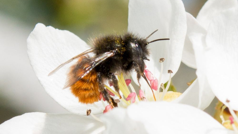 Mauerbienen