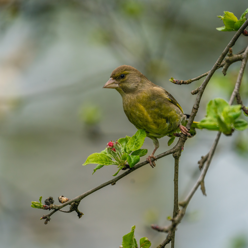 Vogelhaus BirdSnack
