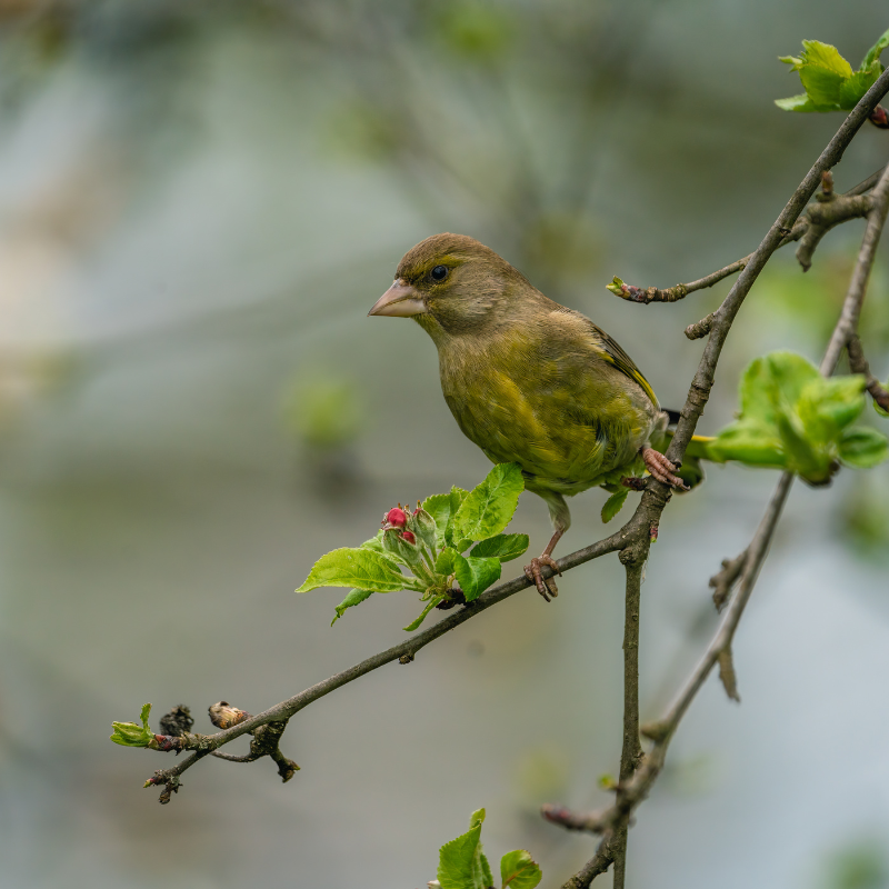 
                  
                    Vogelhaus BirdSnack
                  
                