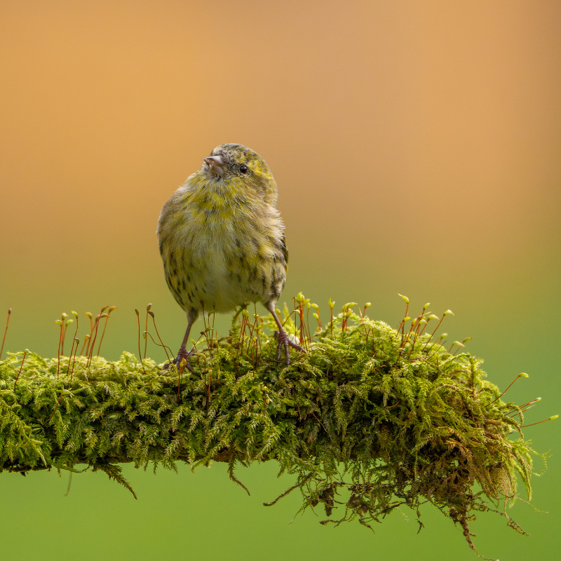 Vogelhaus BirdSnack