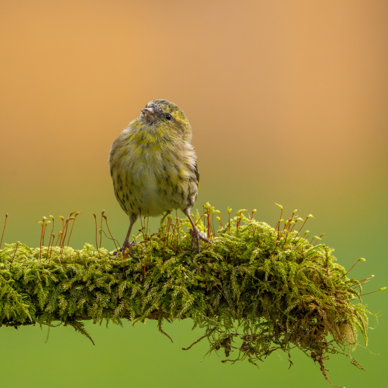 
                  
                    Vogelhaus BirdSnack
                  
                