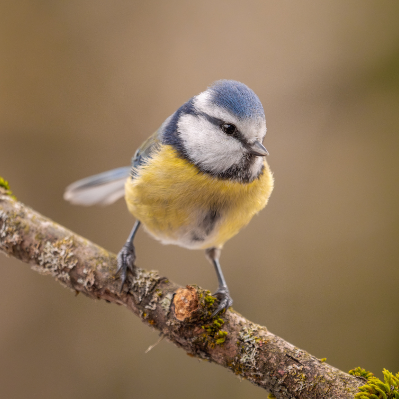 Vogelhaus BirdSnack