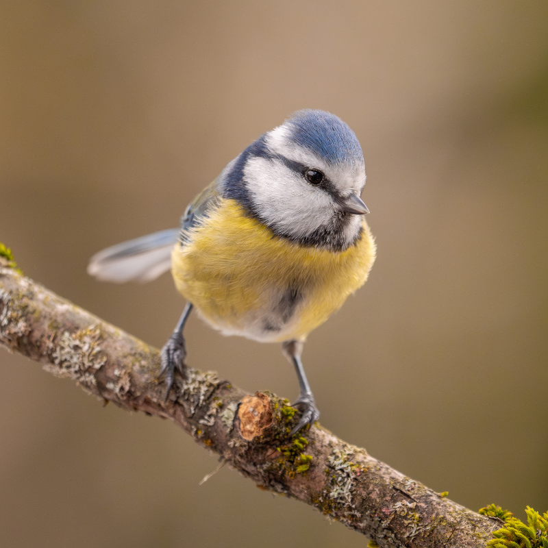 
                  
                    Vogelhaus BirdSnack
                  
                