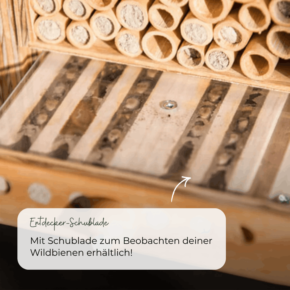 
                  
                    BeeHome Compact
                  
                