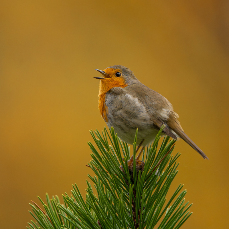 Vogelhaus BirdSnack