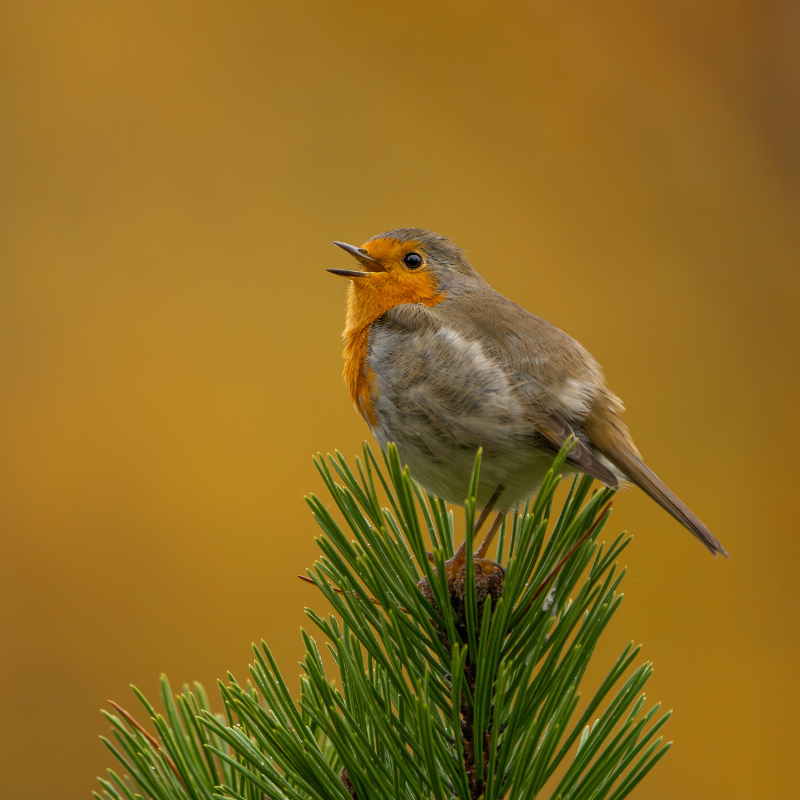 
                  
                    Vogelhaus BirdSnack
                  
                