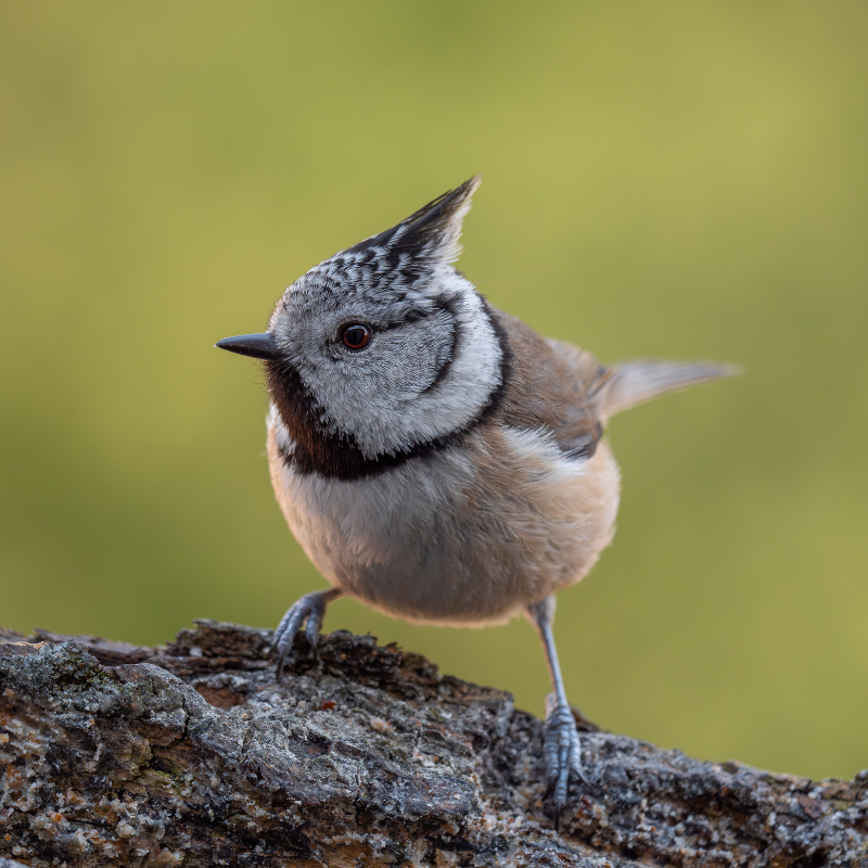 Vogelhaus BirdSnack
