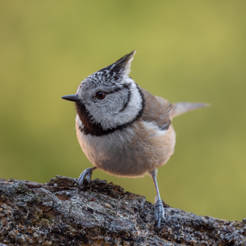 
                  
                    Vogelhaus BirdSnack
                  
                