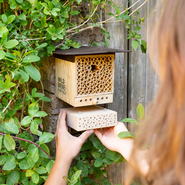 BeeSummer Set One Observer