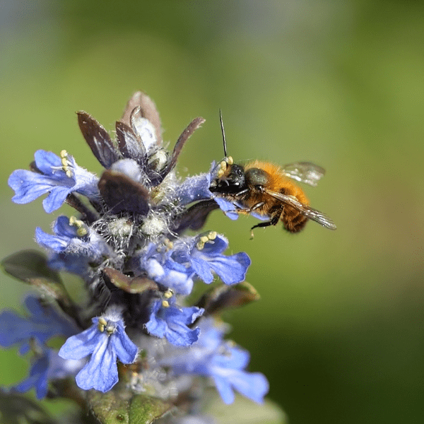 Blühpatenschaft Beegnette 2026