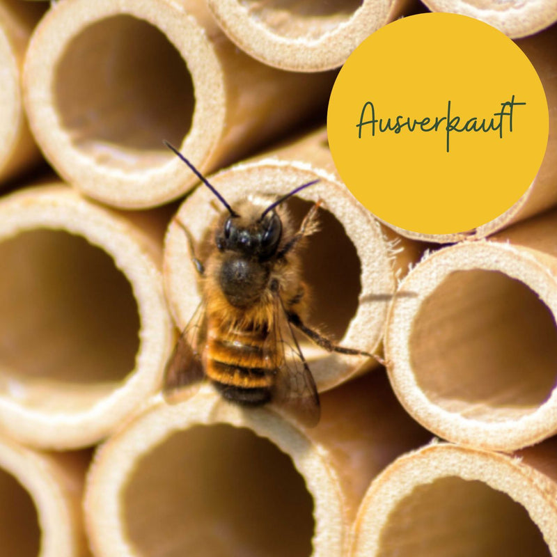 Mauerbienenkokons - Rostrote Mauerbiene