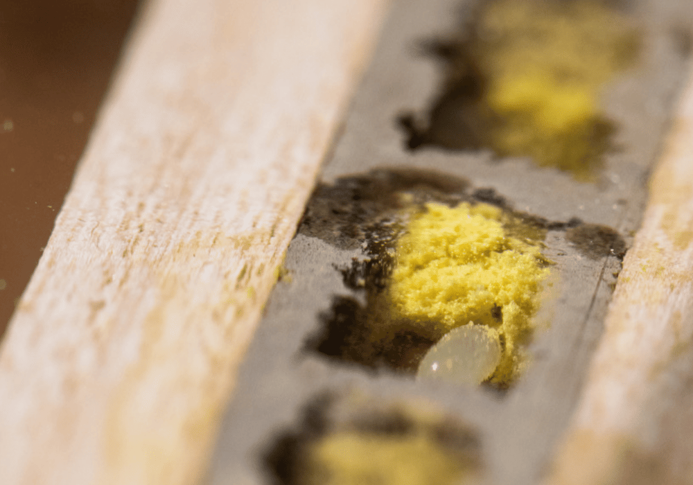 Wildbiene + Partner (Pollinature GmbH)