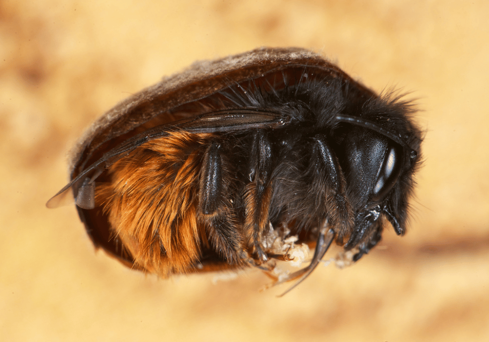Wildbiene + Partner (Pollinature GmbH)
