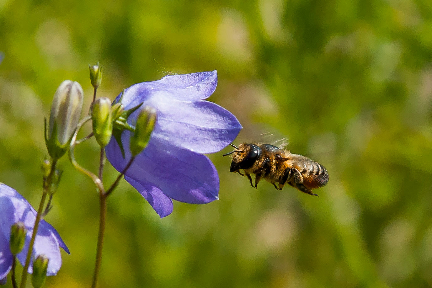 Wildbiene + Partner (Pollinature GmbH)