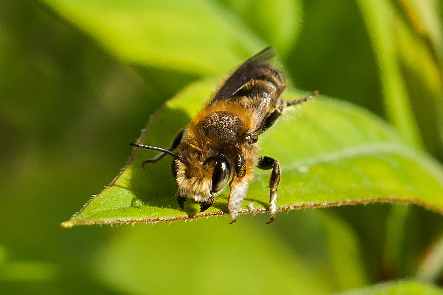 Wildbiene + Partner (Pollinature GmbH)