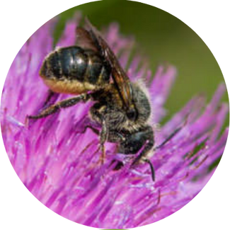 Distel-Mauerbiene