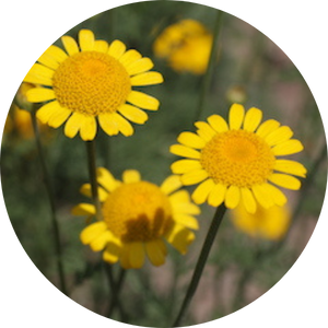 Färberkamille (Anthemis tinctoria)Färberkamille (Anthemis tinctoria)