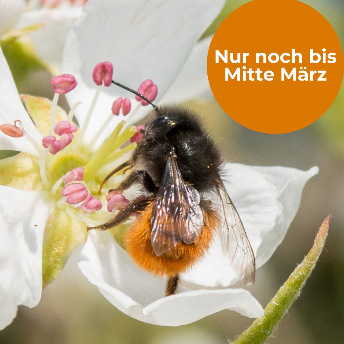 
                  
                    Mauerbienenkokons - Gehörnte Mauerbiene
                  
                