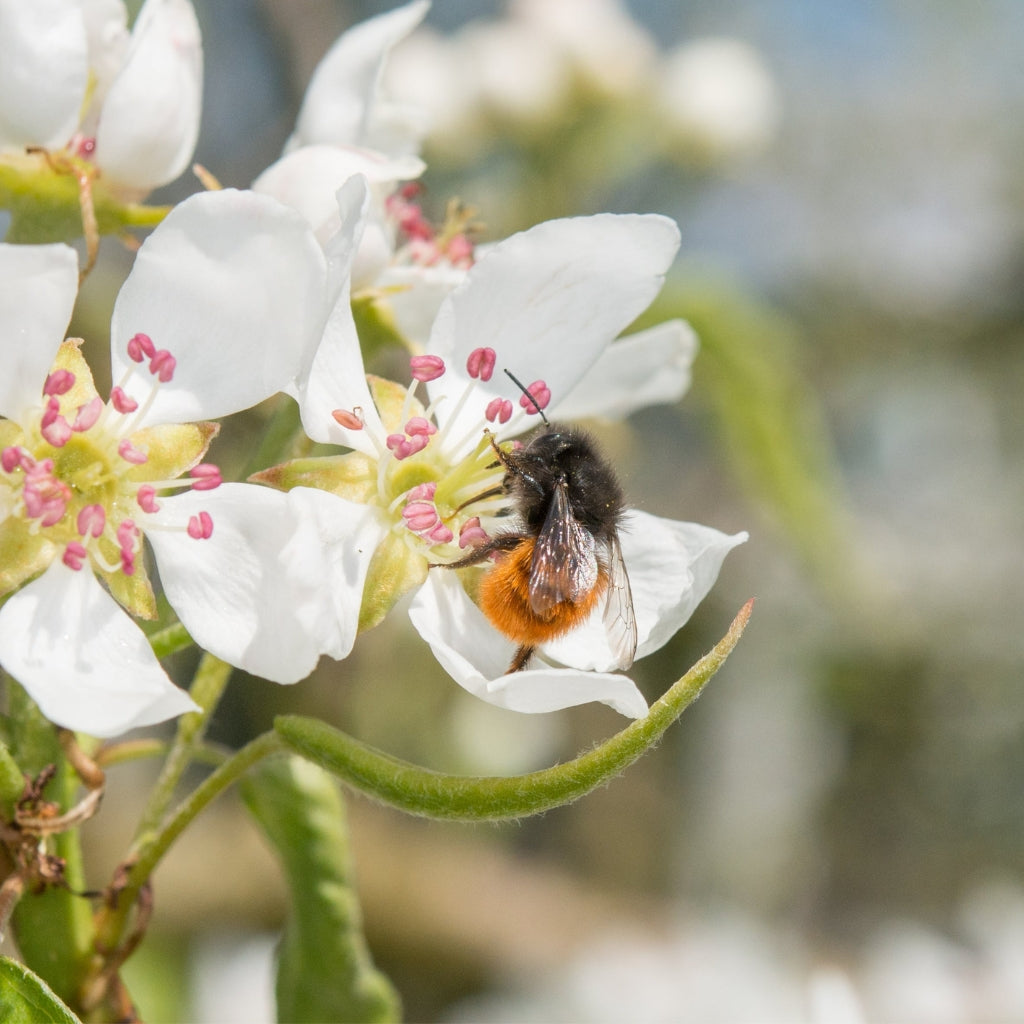 
                  
                    Mauerbienenkokons - Gehörnte Mauerbiene
                  
                