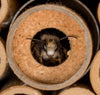 Gutschein für Mauerbienenkokons