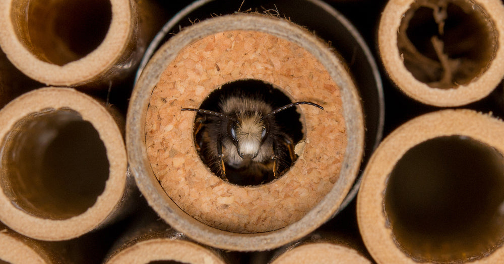 Wildbiene + Partner (Pollinature GmbH)