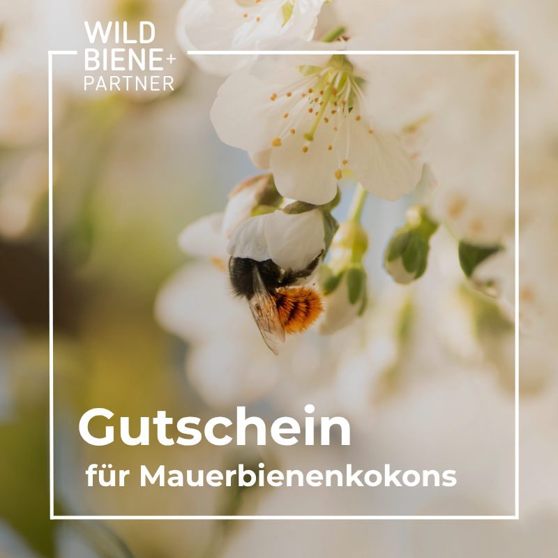Gutschein für Mauerbienenkokons