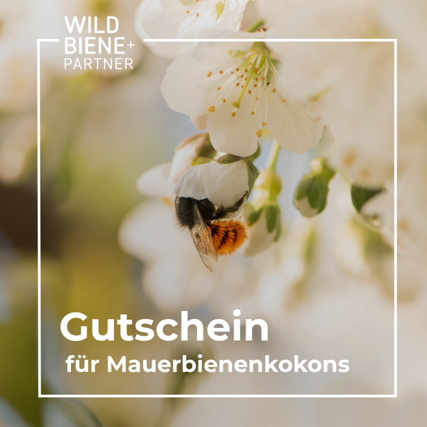 Gutschein für Mauerbienenkokons