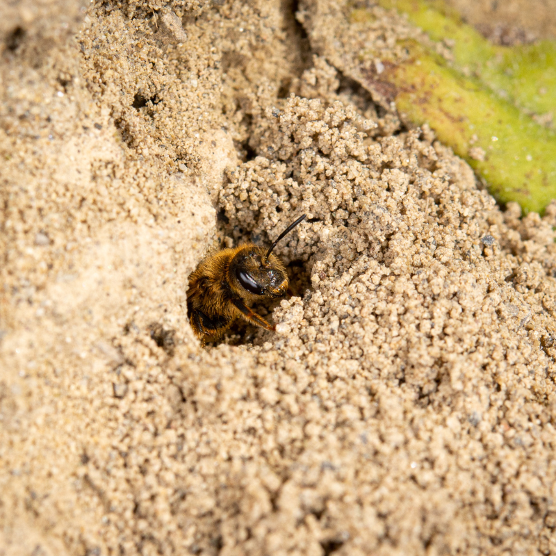 Blühpatenschaft Beegnette 2026