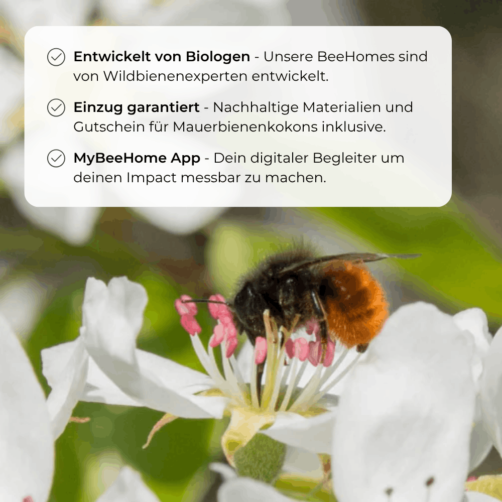 
                  
                    BeeHome Compact
                  
                