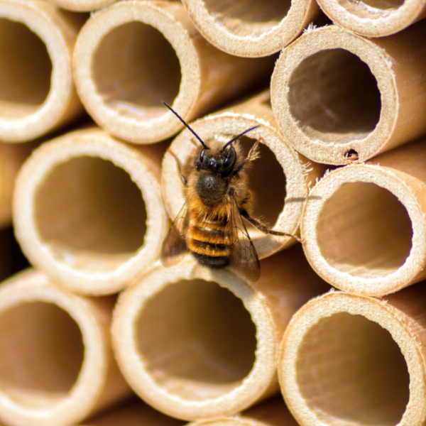 
                  
                    BeeHome Pro
                  
                