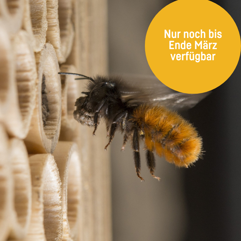 Mauerbienenkokons - Gehörnte Mauerbiene