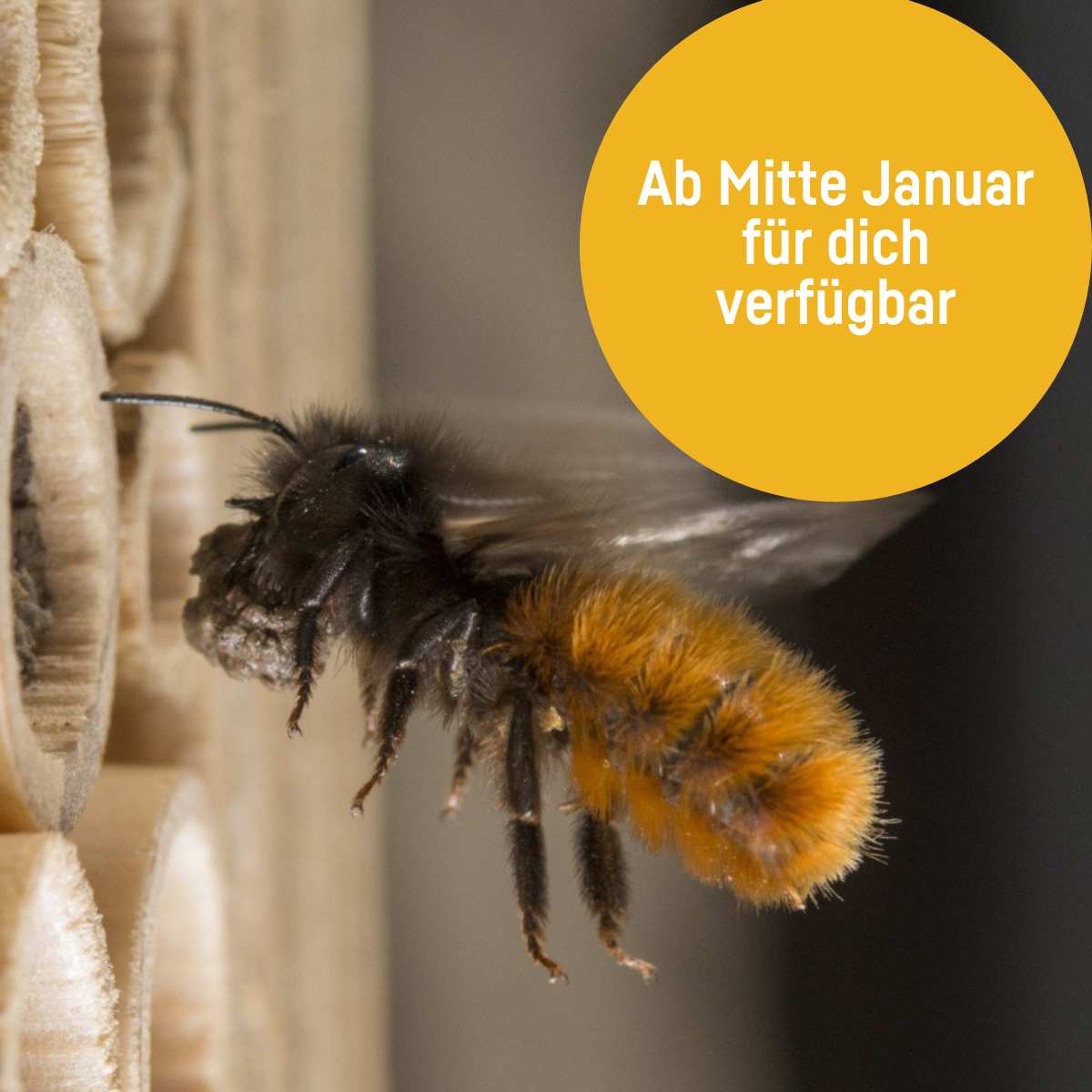 
                  
                    Mauerbienenkokons - Gehörnte Mauerbiene
                  
                