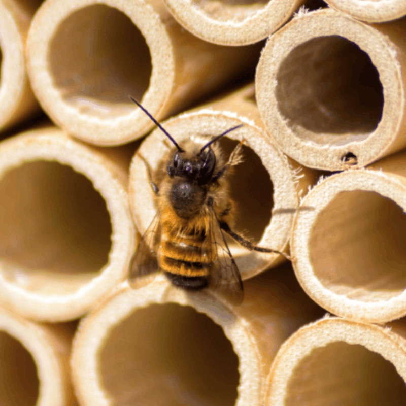 Mauerbienenkokons - Rostrote Mauerbiene