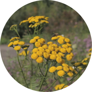 Rainfarn (Tanacetum vulgare), Wildblumen für Wildbienen, BeeHome