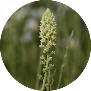 Resede (Reseda lutea), Wildblumen für Wildbienen, BeeHome