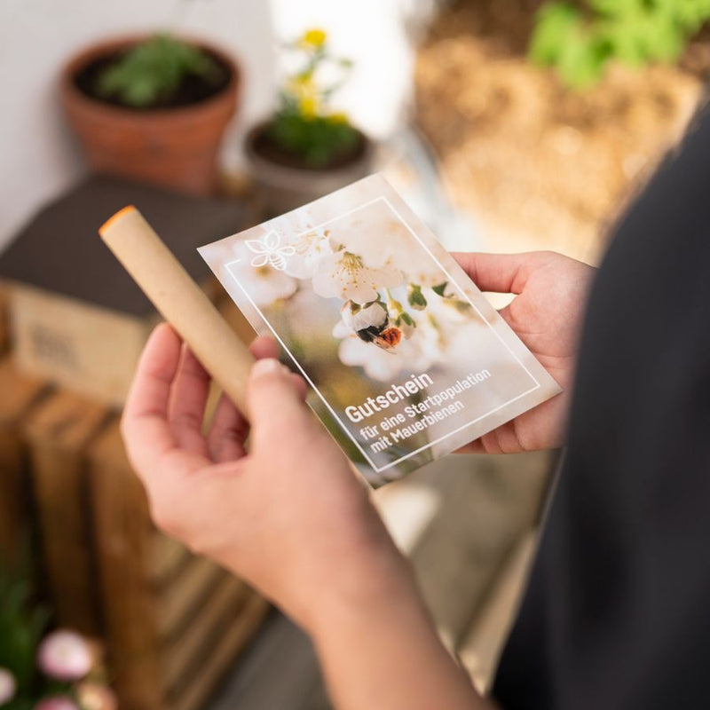 Gutschein für Mauerbienenkokons