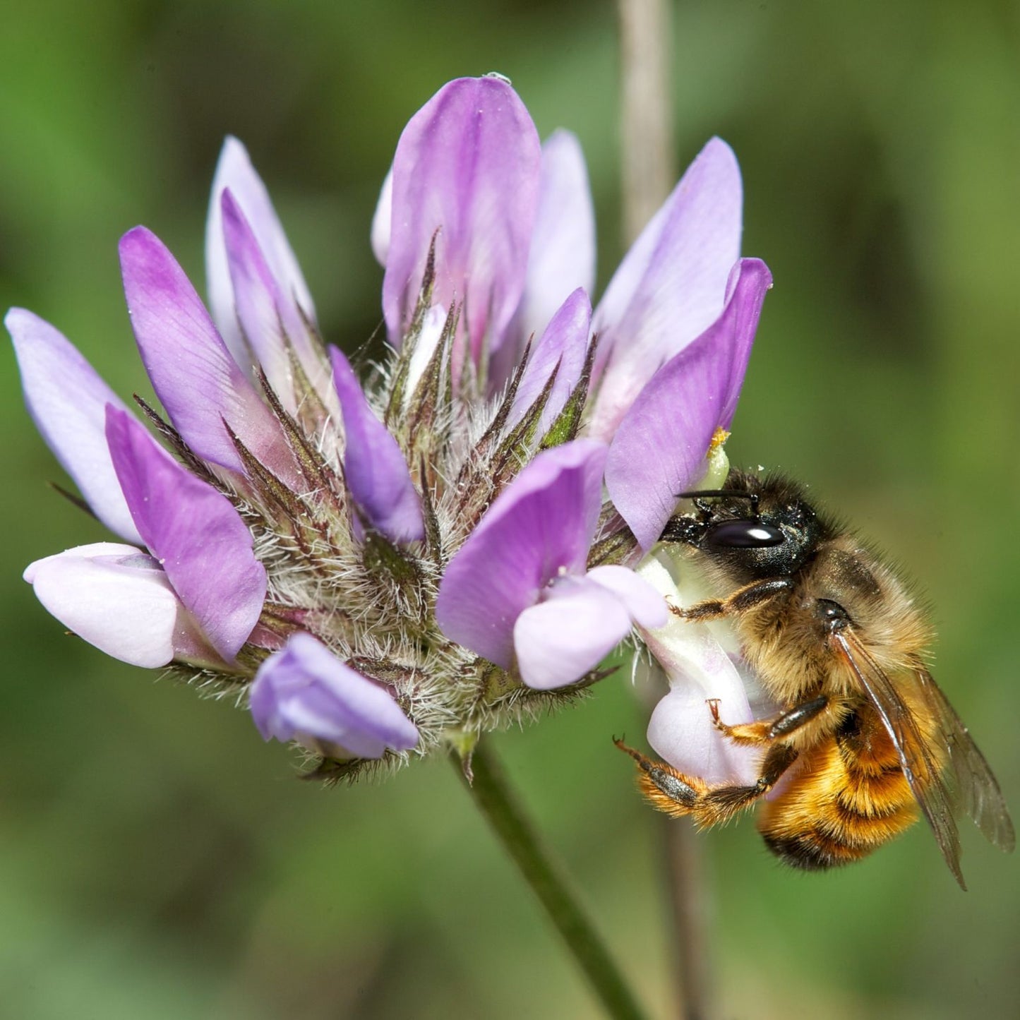 
                  
                    Startpopulation - Rostrote Mauerbiene
                  
                